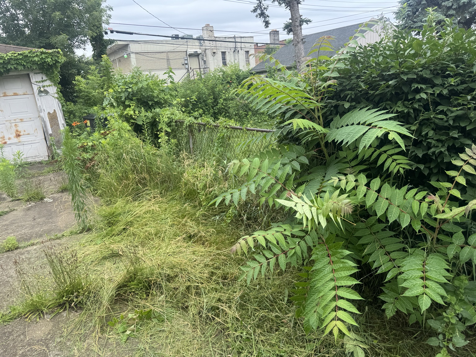 Overgrown property before cleanup