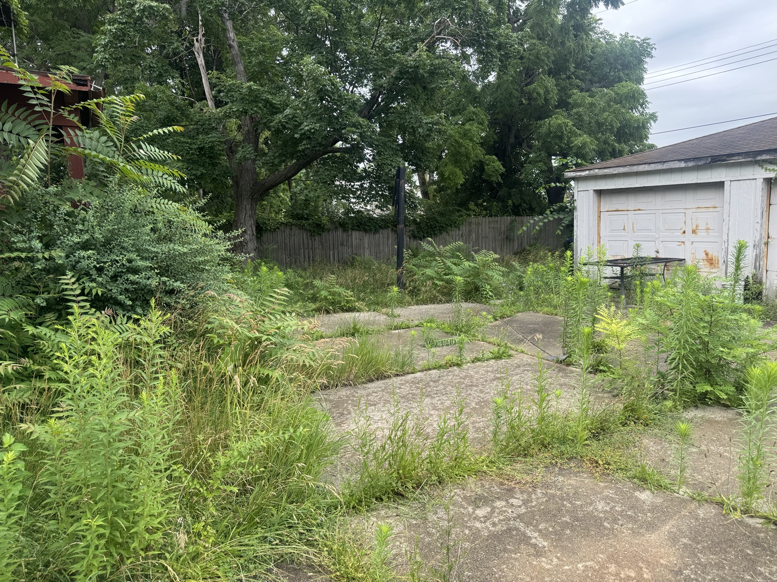 Overgrown yard and walkway before cleanup