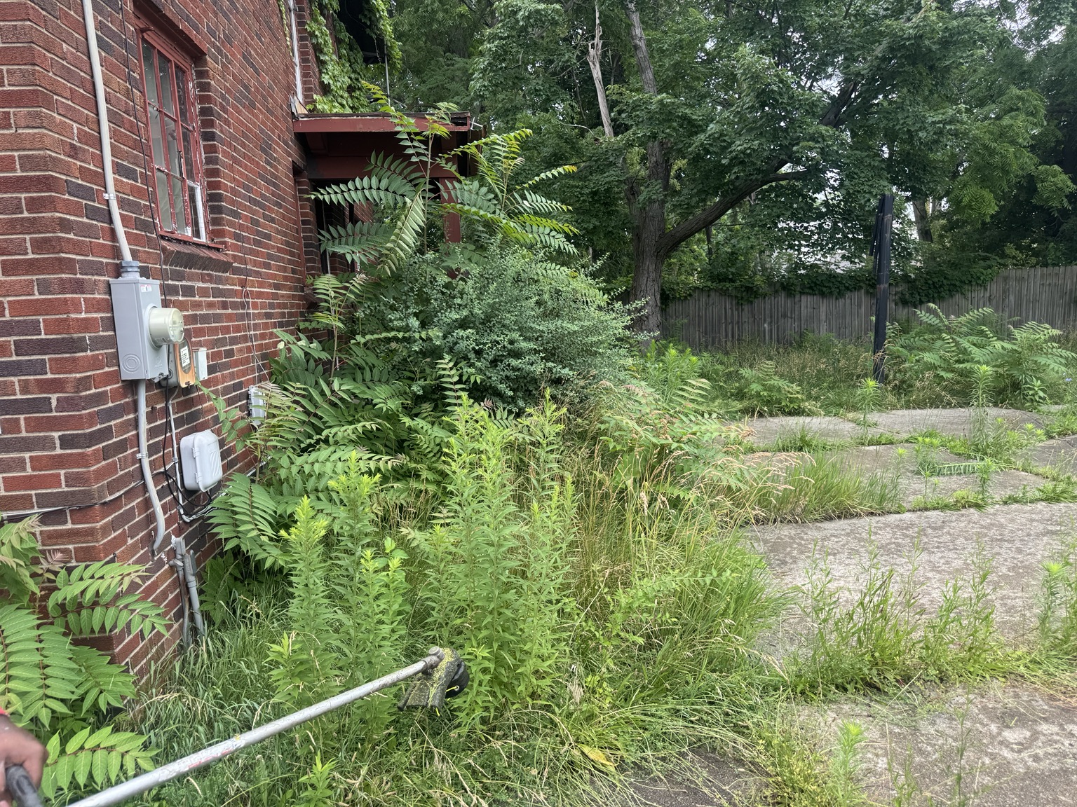 Overgrown landscaping before service